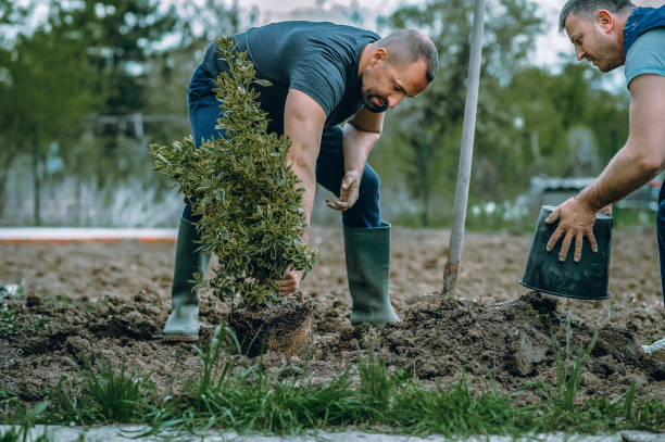 The Steps Involved in Our Tree Care Process in Mcdonald, PA